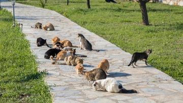 Motherlode Feral Cat Alliance background image