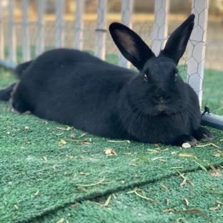 Sunshine & Buns Rabbit Rescue background image