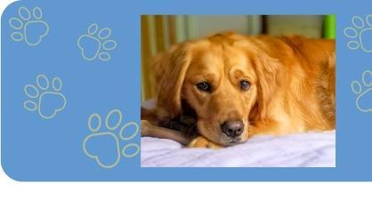 Golden Retriever Rescue Resource, Inc. background image