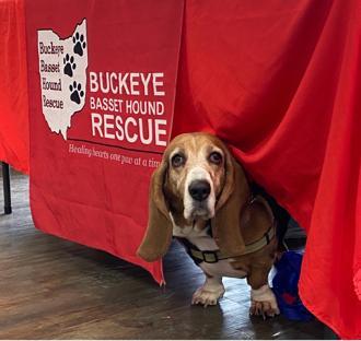 Buckeye Basset Hound Rescue background image