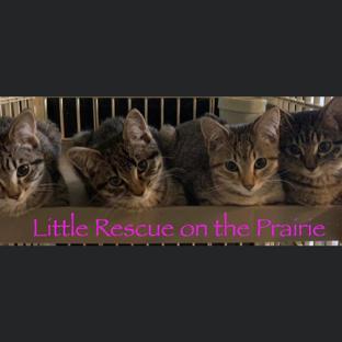 Little Rescue on the Prairie background image