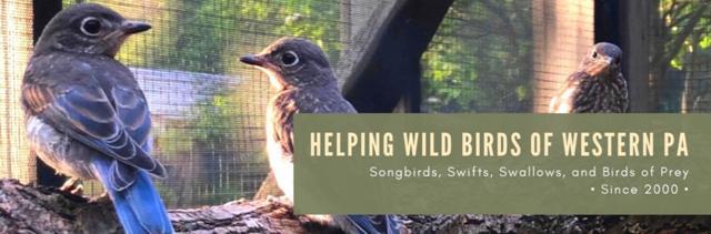 Wildbird Recovery, Inc. background image